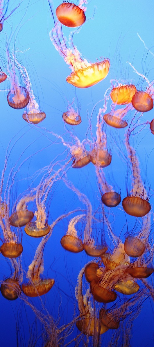 AGILE project represented by a jellyfish